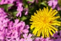 Yellow dandelion on pink Royalty Free Stock Photo