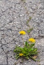 Yellow dandelion plant grows through a cracks in asphalt pavement Royalty Free Stock Photo