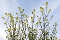 Yellow dandelion plants, sisymbrium officinale Royalty Free Stock Photo