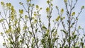Yellow dandelion plants, sisymbrium officinale Royalty Free Stock Photo
