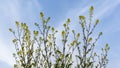 Yellow dandelion plants, sisymbrium officinale Royalty Free Stock Photo