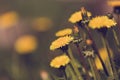 Yellow dandelion retro color Royalty Free Stock Photo