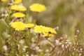 Yellow dandelion retro color Royalty Free Stock Photo