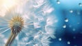 Yellow Dandelion seeds and very close-up water drop background Royalty Free Stock Photo