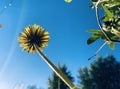 Yellow dandelion with sky Royalty Free Stock Photo