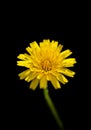Yellow Dandelion in Spring with a Black Background Royalty Free Stock Photo