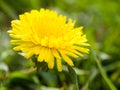 Yellow dandelion spring flower wallper