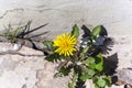 Yellow dandelion sprouted from the asphalt, selective focus, stukturnoy wall.