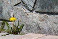 A yellow dandelion sprouts through the paving slabs