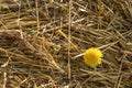 Yellow dandelion in a stack of straw. Royalty Free Stock Photo