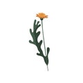 Yellow dandelion on stem. Blooming Taraxacum with leaf. Modern botanical drawing of blossomed wild floral plant. Spring Royalty Free Stock Photo