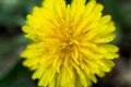 Yellow dandelion. Summer flower. Macto shooting.