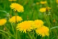 Yellow dandelion, taraxacum officinale, flower in green grass on spring meadow Royalty Free Stock Photo