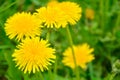 Yellow dandelion, taraxacum officinale, flower in green grass on spring meadow Royalty Free Stock Photo