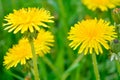 Yellow dandelion, taraxacum officinale, flower in green grass on spring meadow Royalty Free Stock Photo