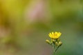 Yellow dandelion, taraxacum officinale, flower on spring meadow. Dandelion blossom in green grass on the field. Yellow summer Royalty Free Stock Photo