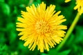 Yellow dandelion top view close up Royalty Free Stock Photo