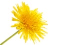 Yellow dandelion on a white background