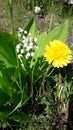 White Lily of the valley and yellow dandelion bloom nearby