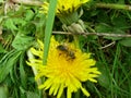 On a yellow dandelion a yellow bee