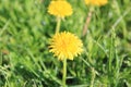 Yellow dandelion