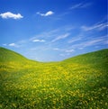 Yellow dandelions