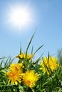 Yellow dandelions