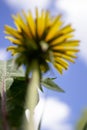 Yellow dandelions against a blue sky close-up Royalty Free Stock Photo