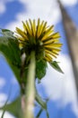 Yellow dandelions against a blue sky close-up Royalty Free Stock Photo