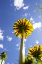 Yellow dandelions against a blue sky close-up Royalty Free Stock Photo