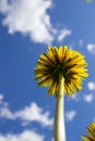 Yellow dandelions against a blue sky close-up Royalty Free Stock Photo