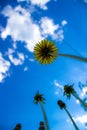 Yellow dandelions against a blue sky close-up Royalty Free Stock Photo