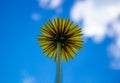 Yellow dandelions against a blue sky close-up Royalty Free Stock Photo