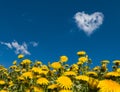 Yellow dandelions against the blue sky. There`s a heart-shaped cloud in the sky