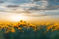 Yellow dandelions in the backlight of sunset in the wild field. Natural floral background. Concept summer spring Royalty Free Stock Photo