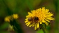 Yellow dandelions with a bee. Honey bee collecting nectar from dandelion flower. Close up flowers yellow dandelions.Bright Royalty Free Stock Photo
