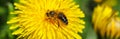 Yellow dandelions with a bee. The honey bee collects nectar from a dandelion flower.