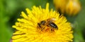Yellow dandelions with a bee. The honey bee collects nectar from a dandelion flower.