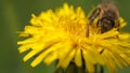 Yellow dandelions with a bee. Honey bee collecting nectar from dandelion flower. Close up flowers yellow dandelions Royalty Free Stock Photo