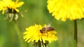 Yellow dandelions with a bee. Honey bee collecting nectar from dandelion flower. Close up flowers yellow dandelions Royalty Free Stock Photo