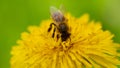 Yellow dandelions with a bee. Honey bee collecting nectar from dandelion flower. Close up flowers yellow dandelions Royalty Free Stock Photo