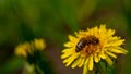 Yellow dandelions with a bee. Honey bee collecting nectar from dandelion flower. Close up flowers yellow dandelions Royalty Free Stock Photo