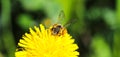 Yellow dandelions with a bee. The honey bee collects nectar from a dandelion flower.