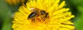 Yellow dandelions with a bee. The honey bee collects nectar from a dandelion flower.