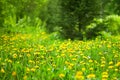 Yellow dandelions bloom in green forest on sunny day on blurred background, spring woods glade with blossom blowballs flowers Royalty Free Stock Photo