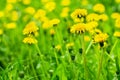 Yellow dandelions bloom in green grass on sunny day close up on blurred background, blossom blowballs flowers on spring lawn Royalty Free Stock Photo