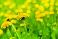 Yellow dandelions bloom in green grass on sunny day close up on blurred background, blossom blowballs flowers on spring lawn Royalty Free Stock Photo