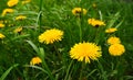 Yellow dandelions blooming in spring on a background of green succulent grass Royalty Free Stock Photo