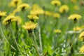 yellow dandelions, blooming mother and stepmother flowers in green grass, .Dandelion officinalis Royalty Free Stock Photo