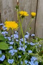 Yellow dandelions and blue forget-me-nots against backdrop of wooden fence as symbol of coming spring